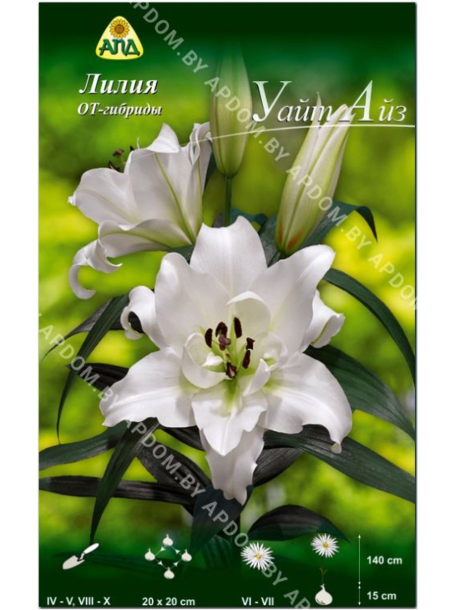 Калифорнийская Лилия белая