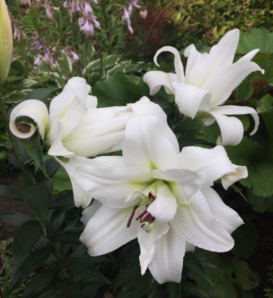 Лилия White Eyes Уайт айз