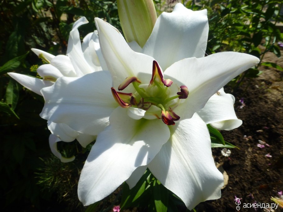 Лилия махровая белая Уайт айз