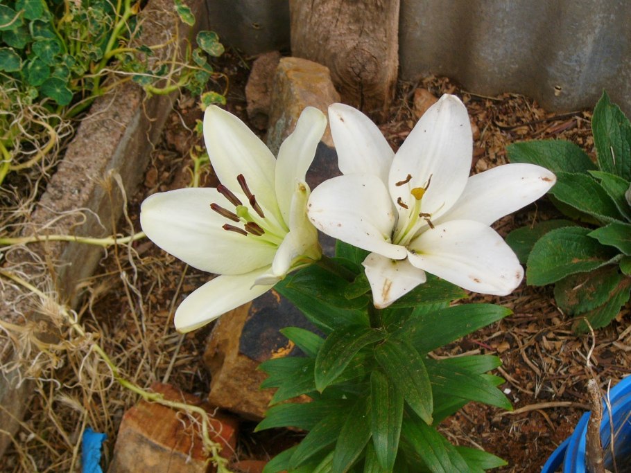 Лилия Вайт кап