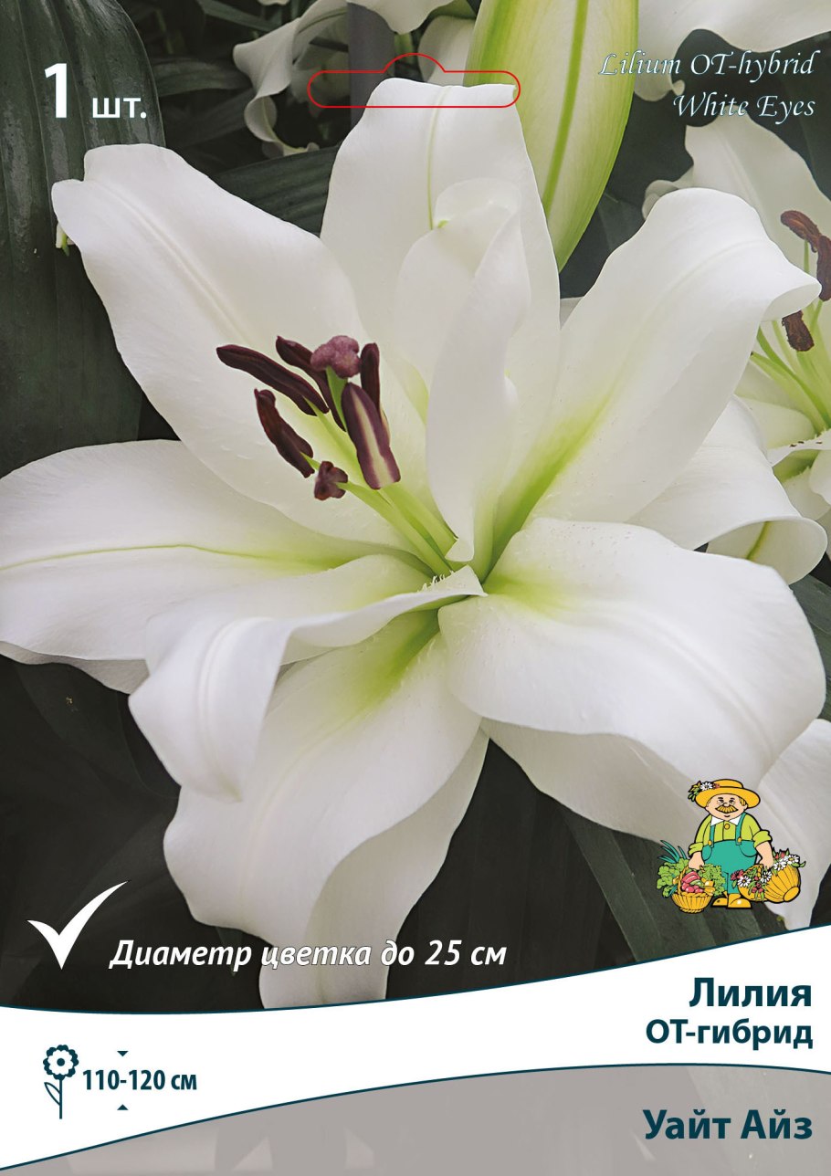Лилия Вайт айз луковица