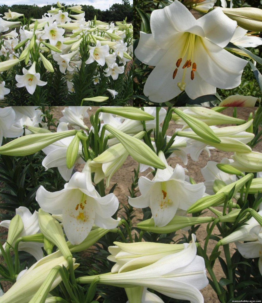 Лилия Уайт Каунти