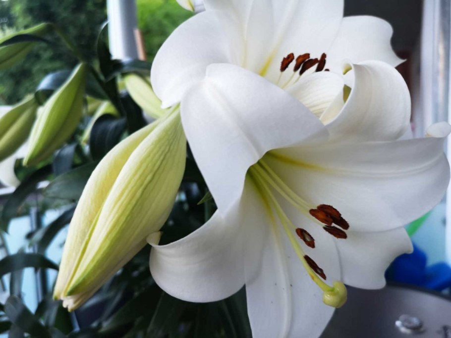 Лилия сорт Кружевница