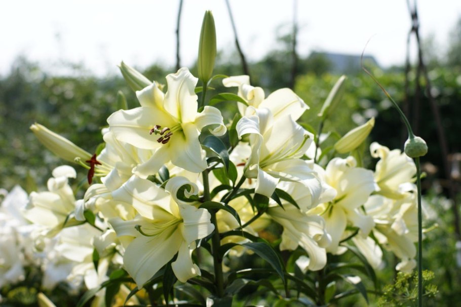 Лилия Уайт Хевен