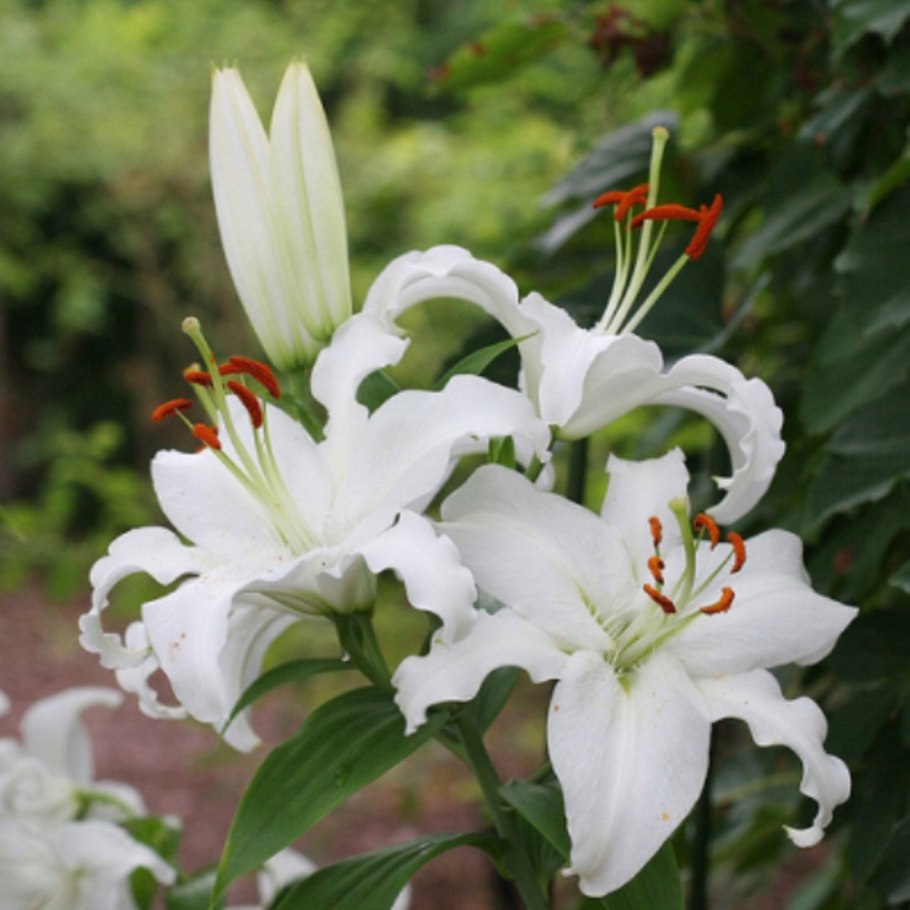 Лилия Марсель