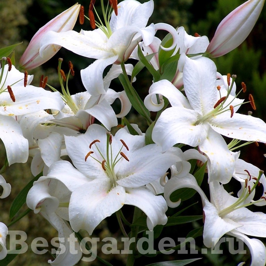 Лилия Королевская (Lilium Regale)