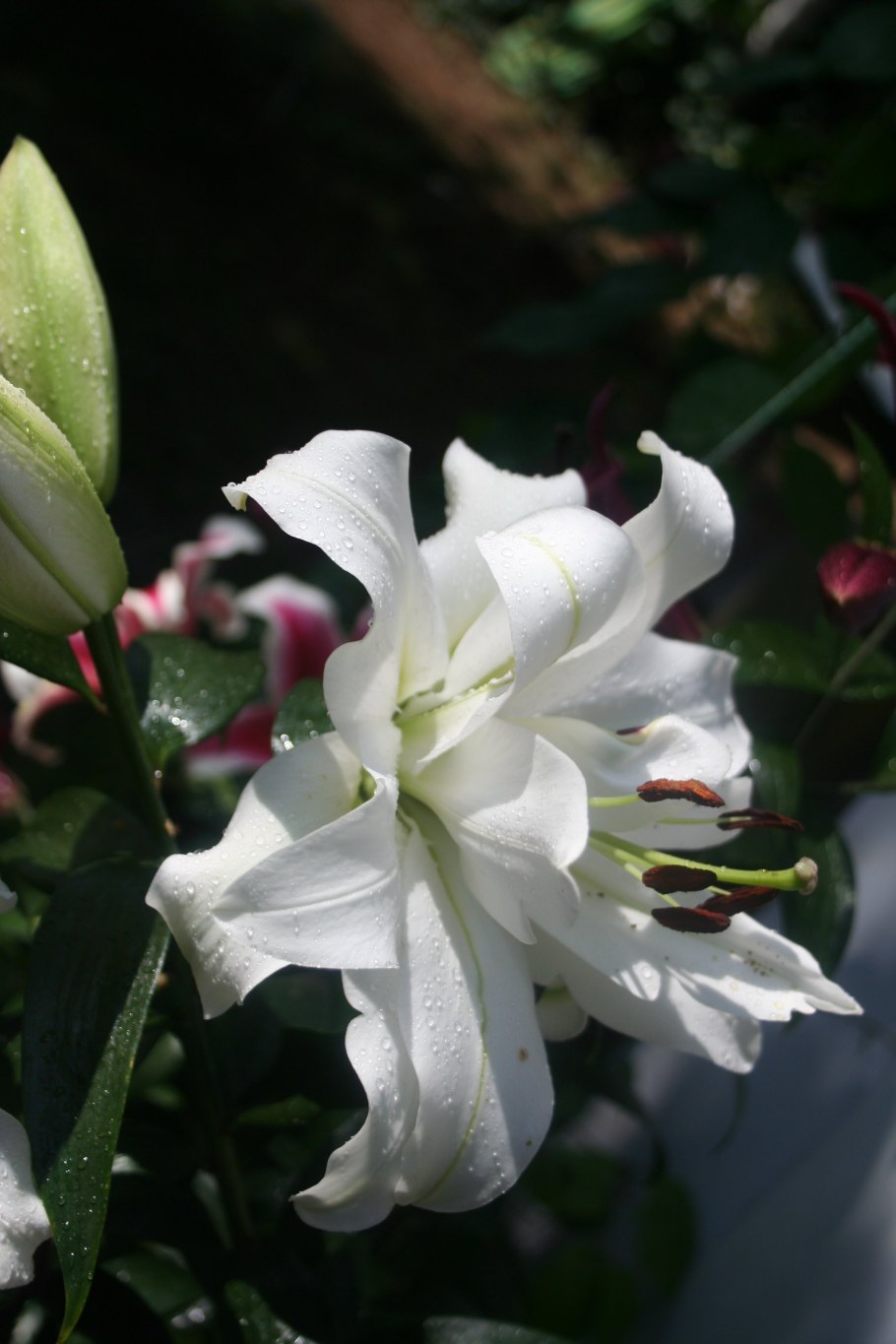 Лилия Уайт айз от-гибрид