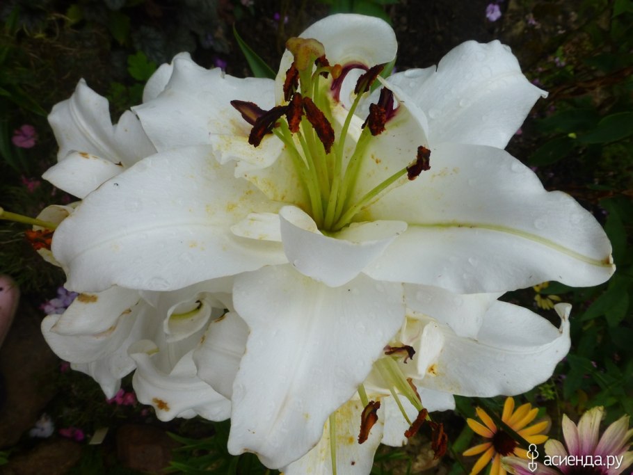 Лилии Уайт айз