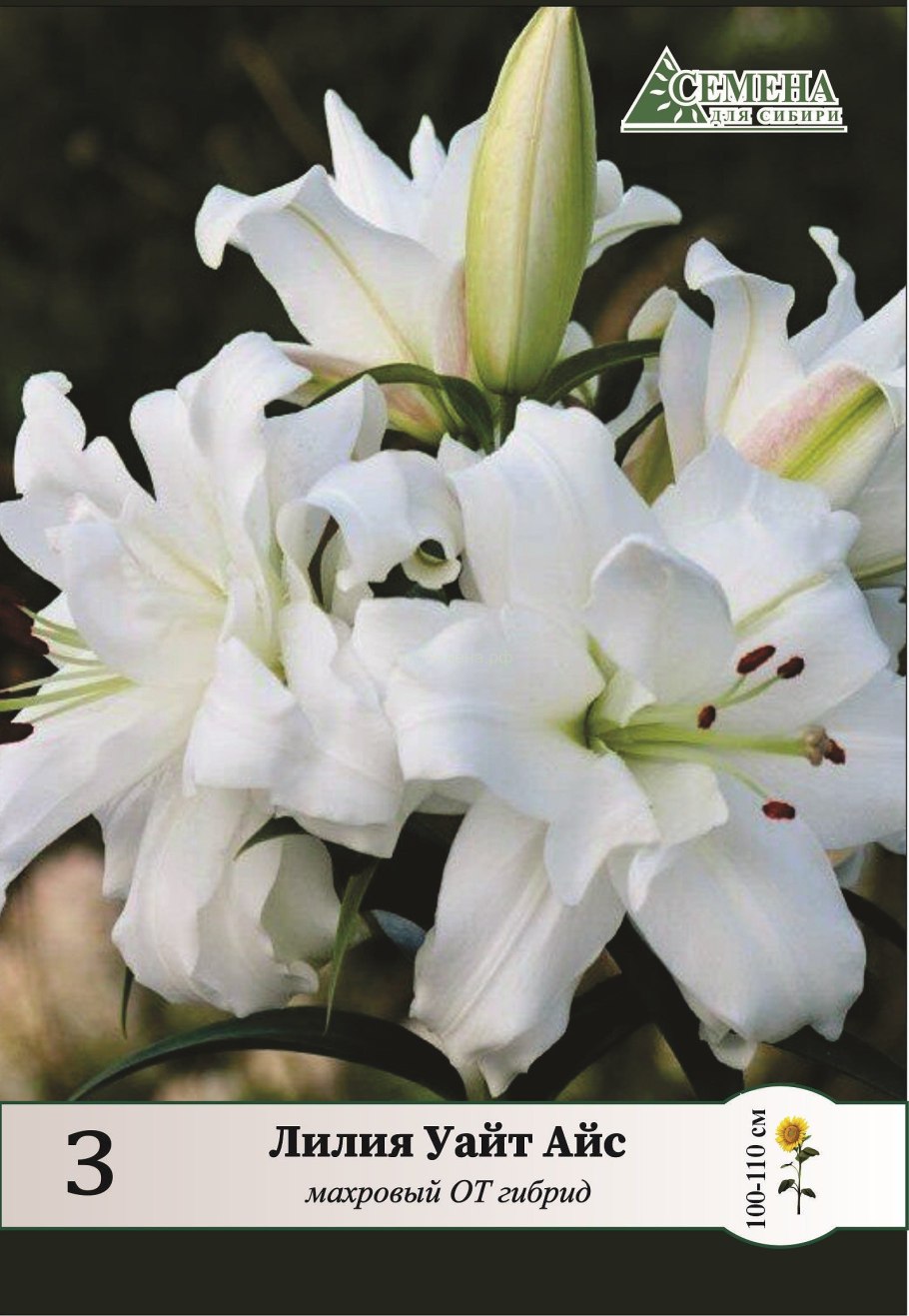 Лилия White County