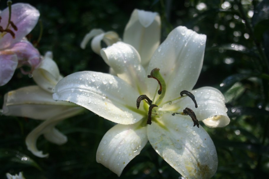 Лилия Уайт Каунти