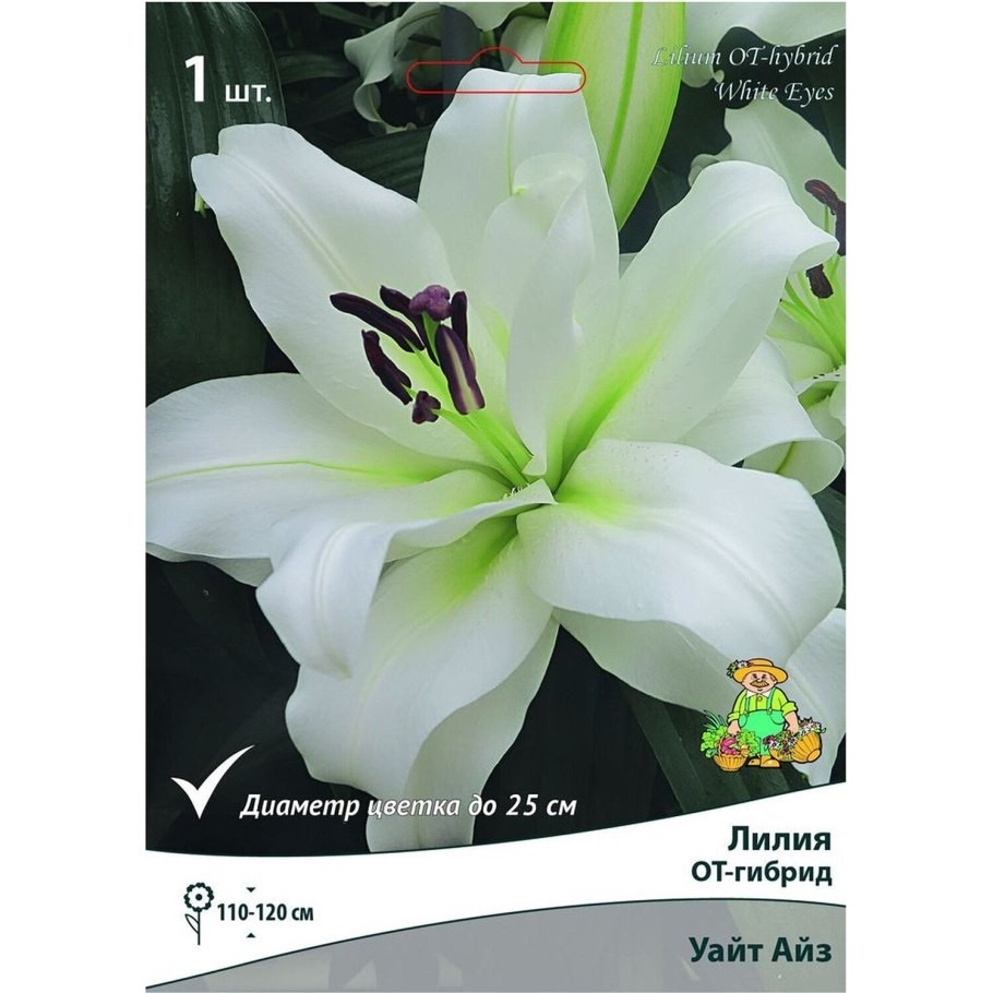 Лилия Уайт Хевен