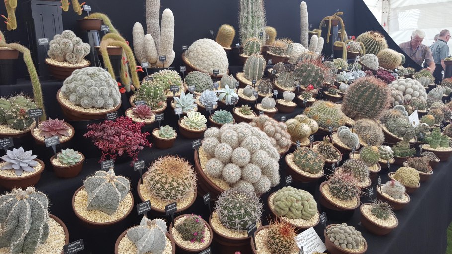 Кактус Литопс