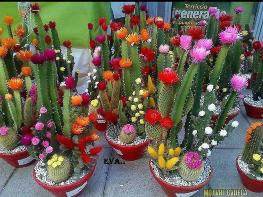 Кактусы которые цветут