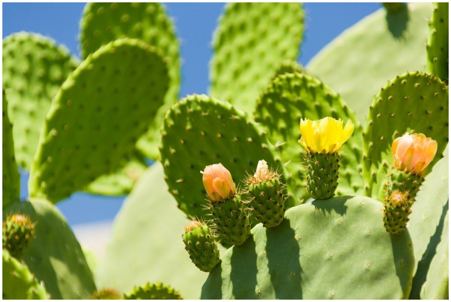 Опунция ямайская