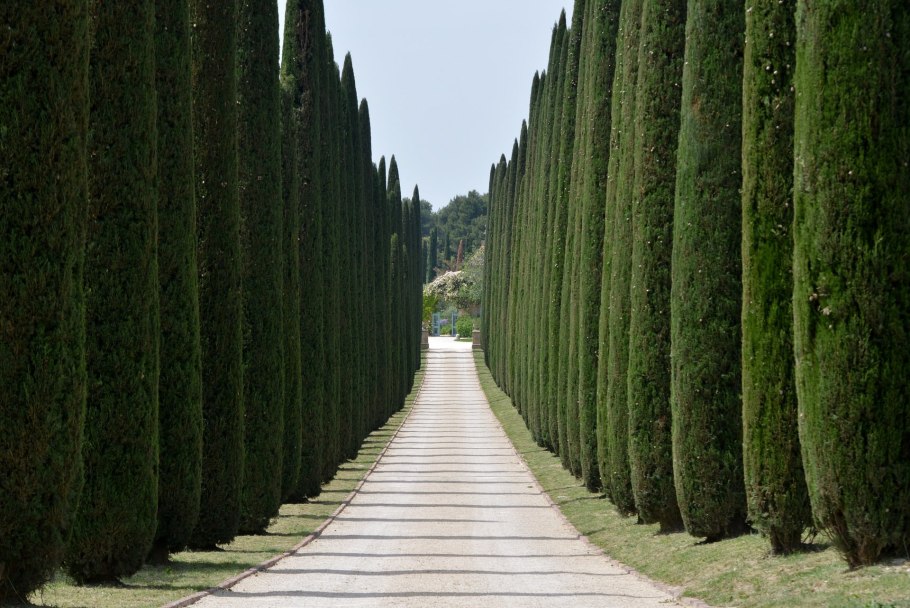 Cupressus sempervirens l. Кипарис вечнозеленый