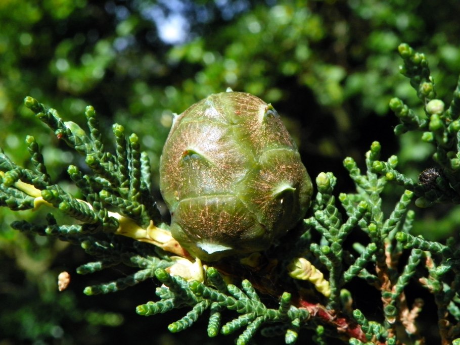 Кипарис Cupressus macrocarpa