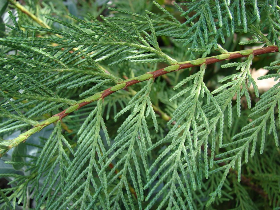 Кипарис вечнозеленый (Cupressus sempervirens)