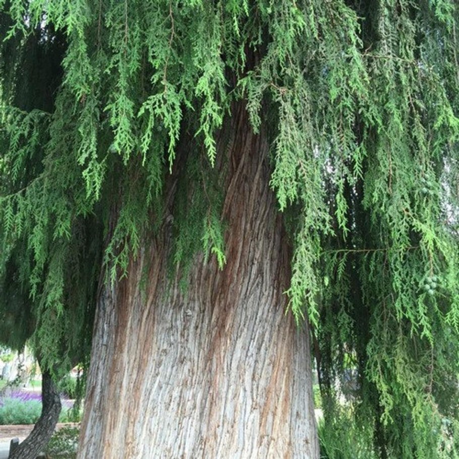 Кипарис Плакучий Cupressus Funebris