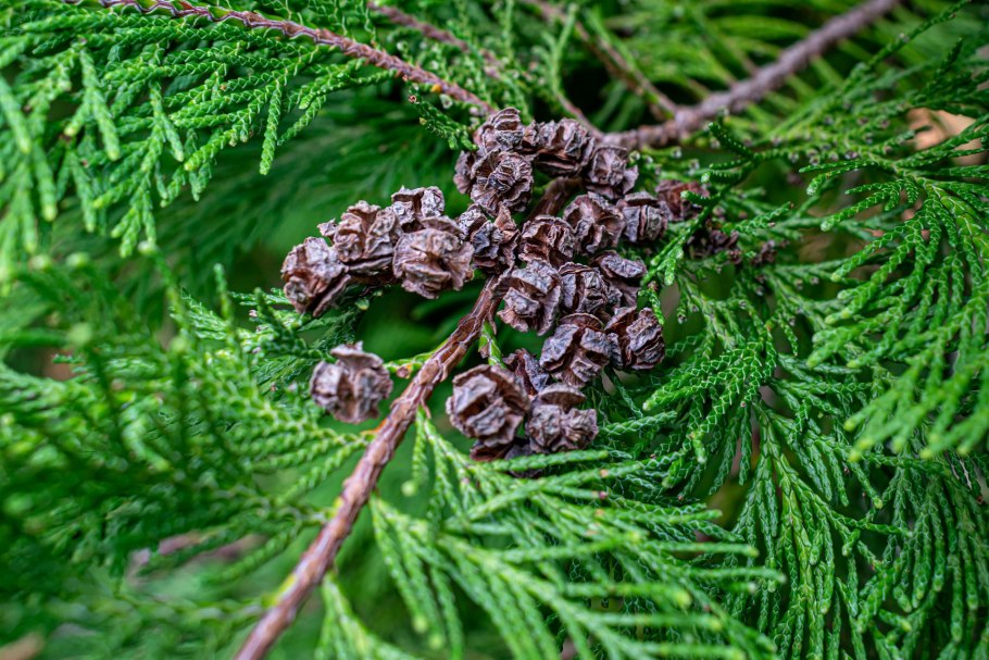 Cupressus sempervirens хвоя