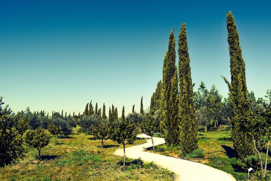 Кипарис калифорнийский Cupressus
