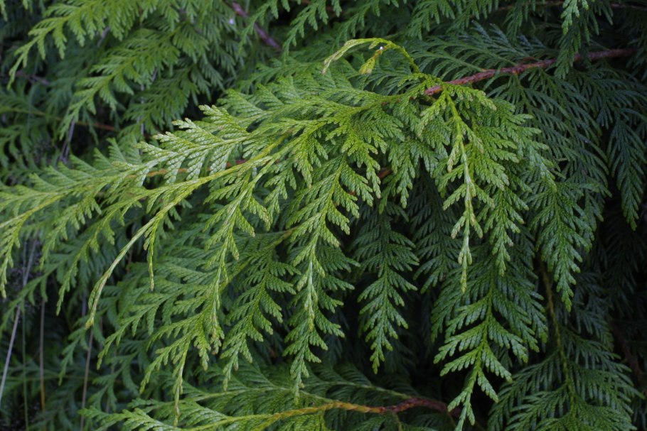 Thuja sutchuenensis