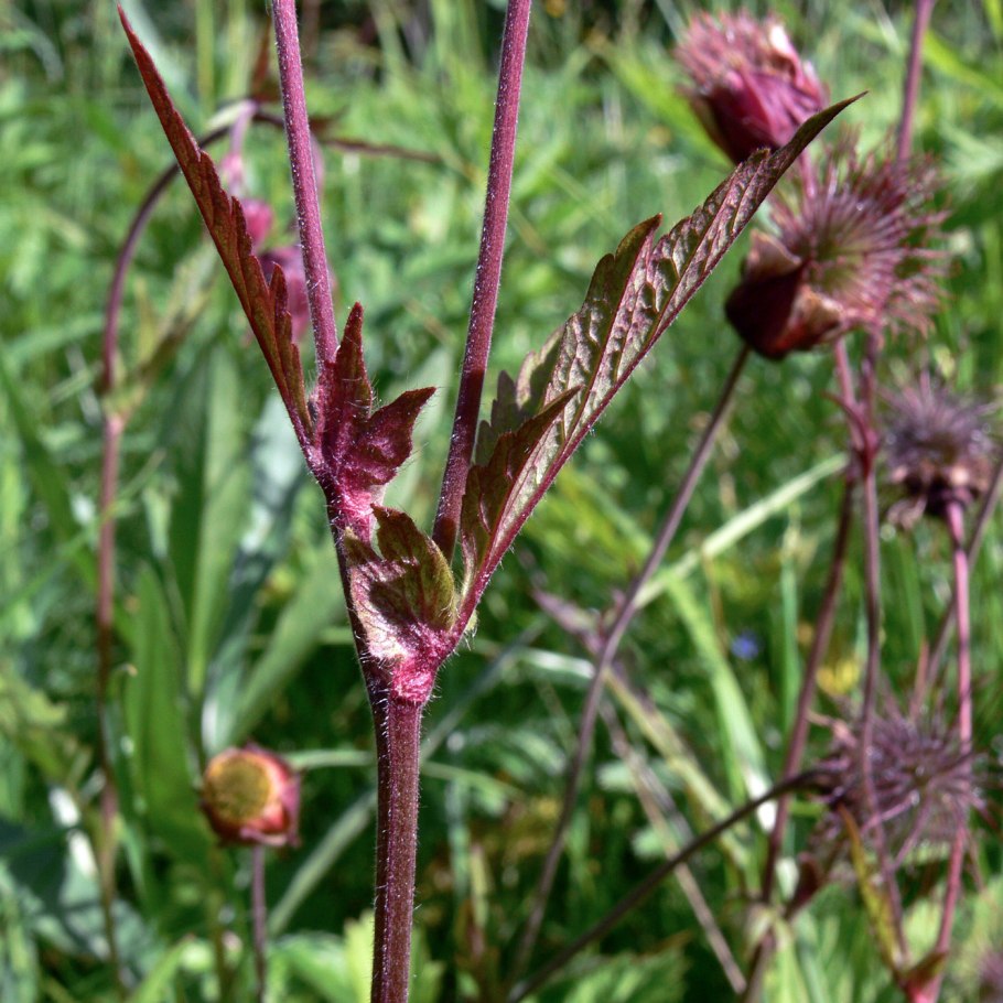 Geum - гравилат полевой