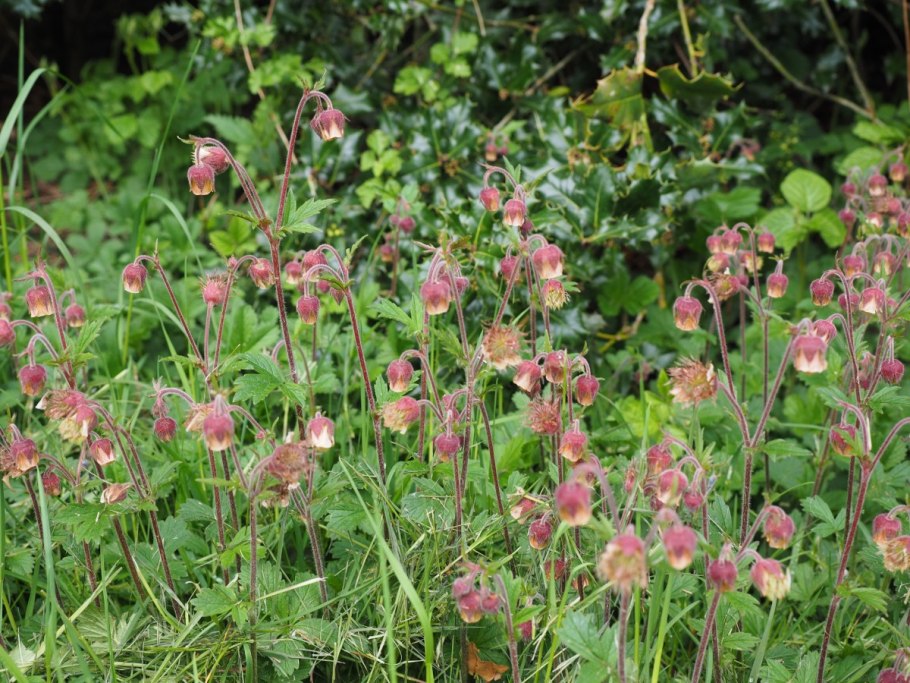 Гравилат Речной Geum Rivale l.