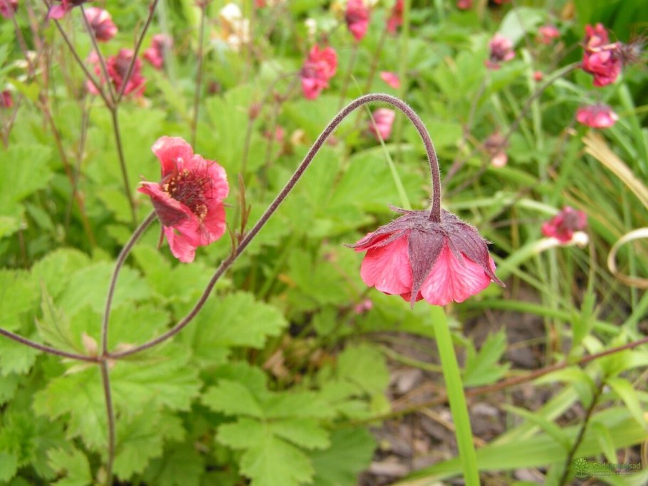 Гравилат городской Geum urbanum l.