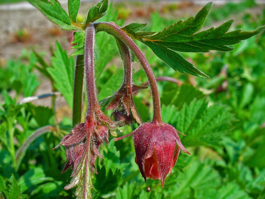 Geum Rivale 'Lionel Cox'