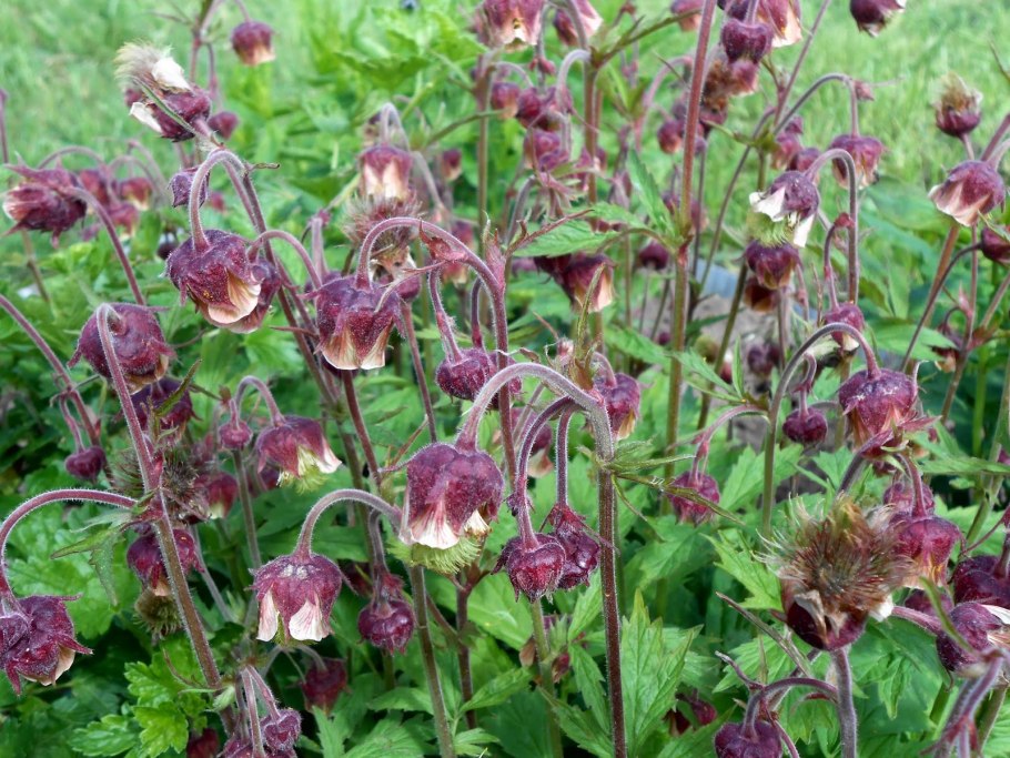 Гравилат Речной – Geum Rivale