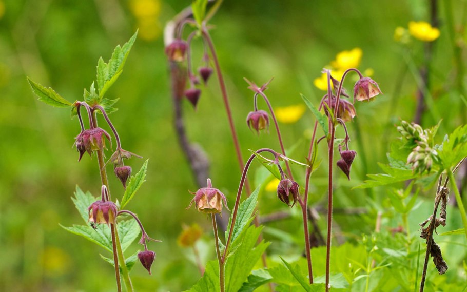 Гравилат Речной – Geum Rivale