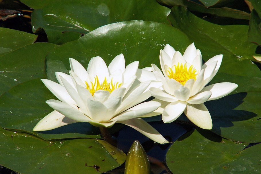 Желтый Лотос Nelumbo