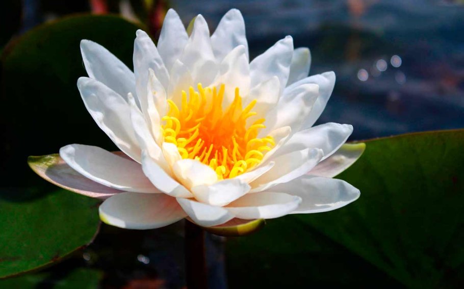 Кувшинка чисто-белая (Nymphaea Candida)