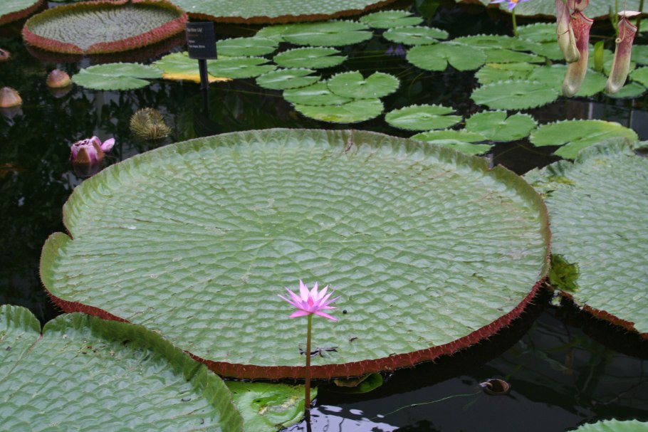 Виктория Амазонская (Victoria Amazonica) в Аптекарском огороде