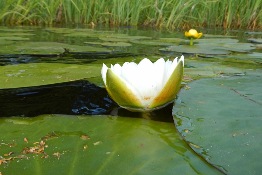 Лотос орехоносный