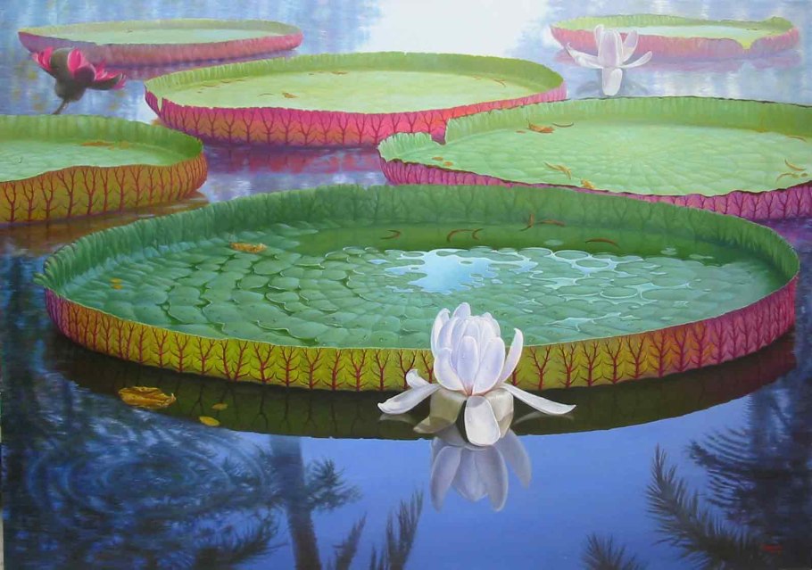 Кувшинка гидатофит