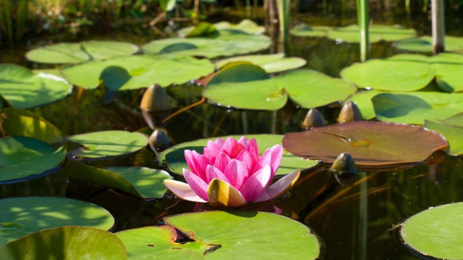 Виктория Амазонская