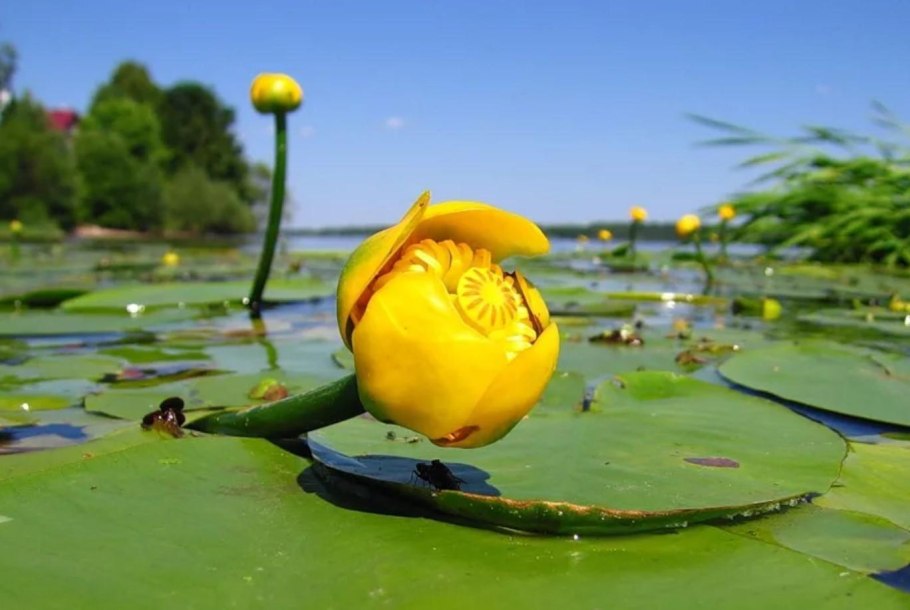 Водные растения Сибири