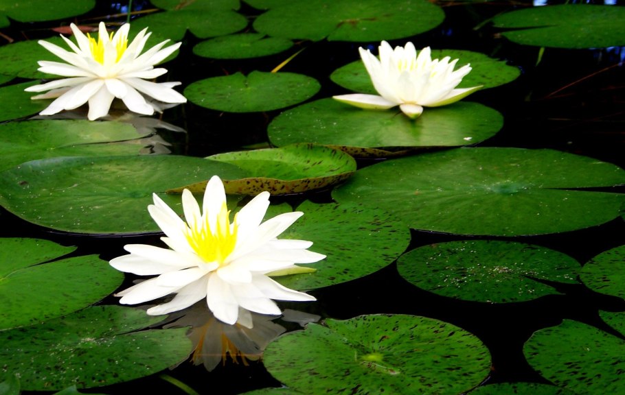 Гидрофиты кувшинка