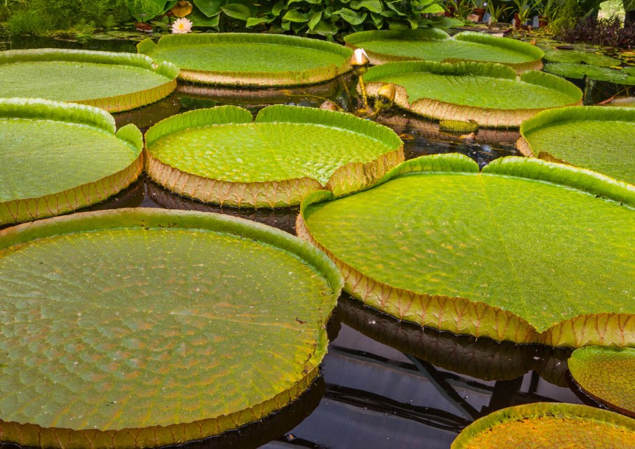 Бутон кувшинки закрытый