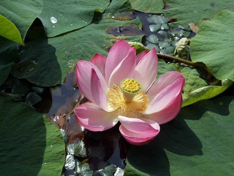 Кувшинка белая Nymphaea Alba l.