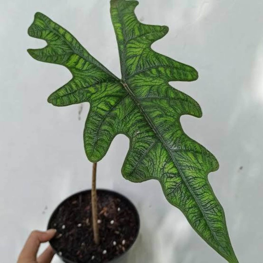 Алоказия Блэк