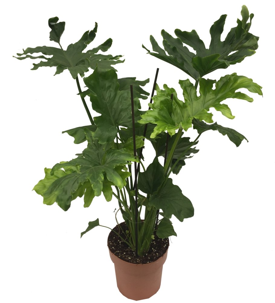 Филодендрон лацерум