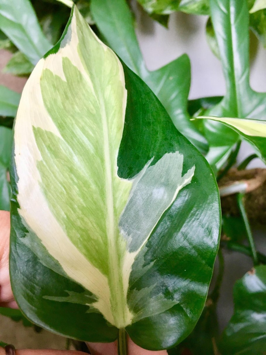 Алоказия Сильвер Небула