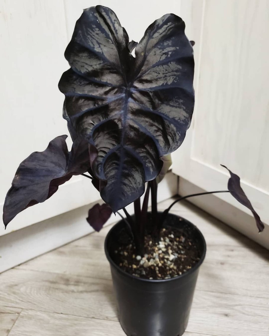 Зелень джунгли