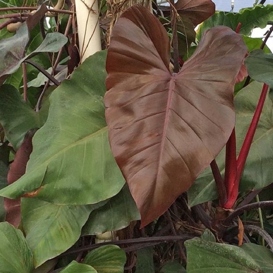 Филодендрон Blue Mink