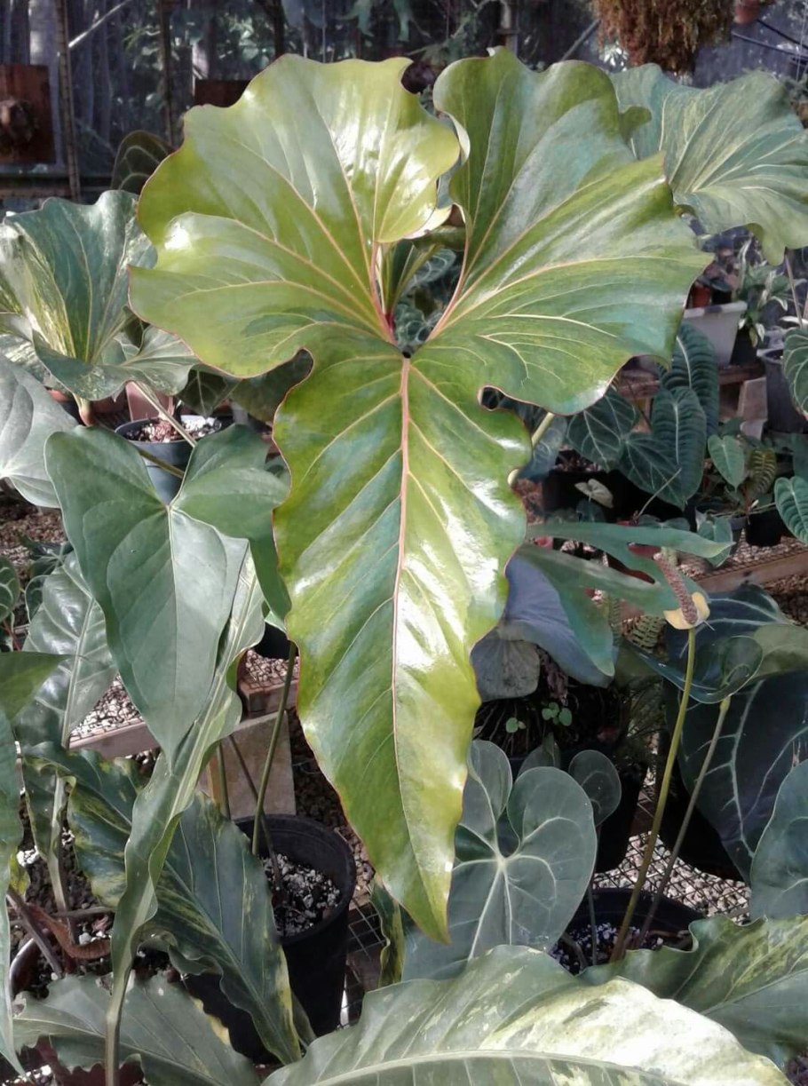 Монстера Минима моссток