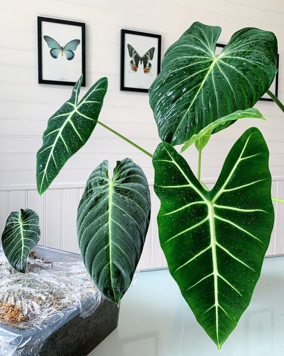 Антуриум Коронг