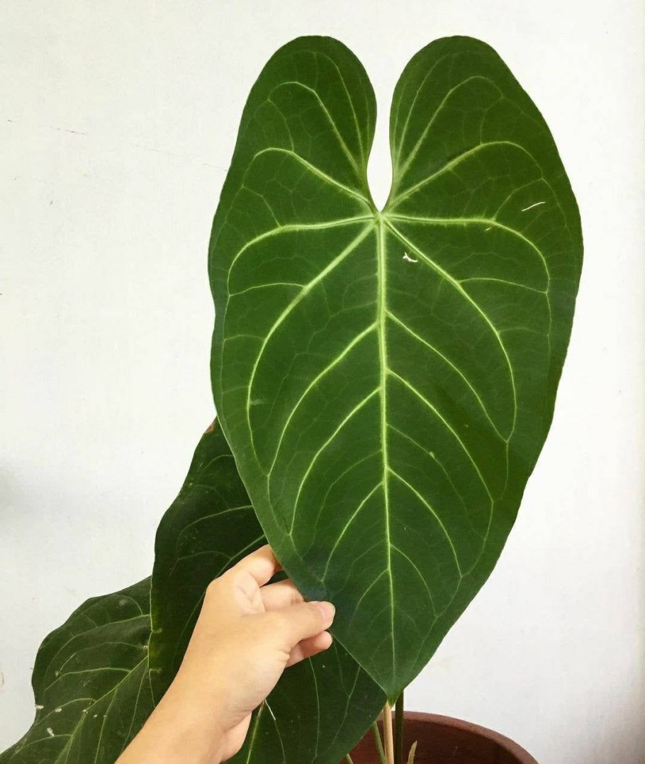 Anthurium angamarcanum цветет