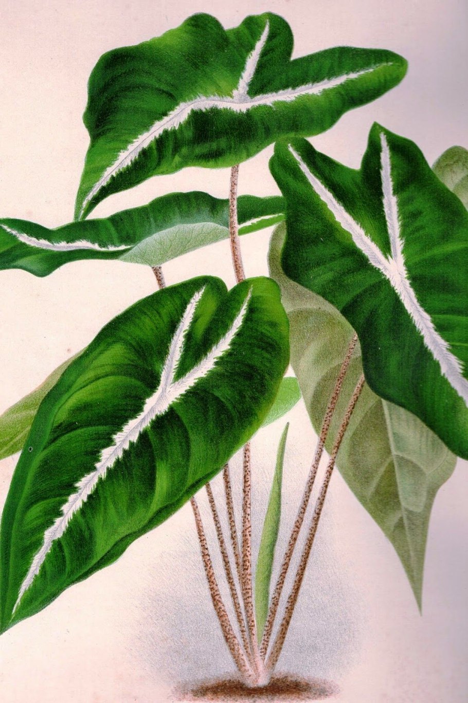 Колоказия Еллоу Сплеш